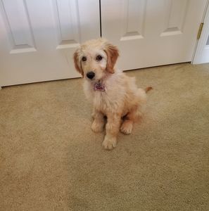 Meet your Posher, Carol